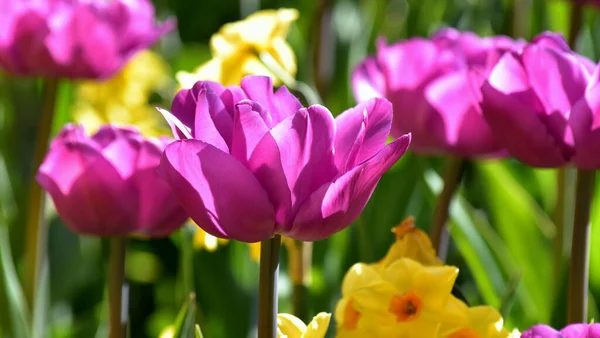 Yeşil Arka Planda Çiçek Açan Leylak Sarısı Nergislerin Resmi — Stok fotoğraf