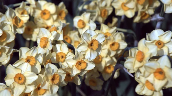Yeşil Arkaplanda Çiçek Açan Beyaz Nergislerin Görüntüsü — Stok fotoğraf