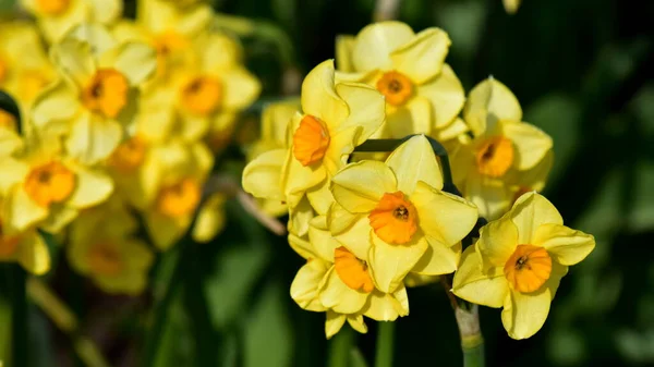 Yeşil Arkaplanda Çiçek Açan Sarı Nergislerin Resmi — Stok fotoğraf
