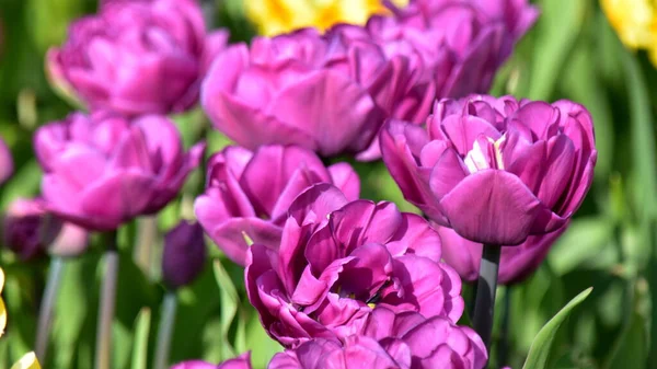 Yeşil Arka Planda Çiçek Açan Leylak Rengi Lalelerin Resmi — Stok fotoğraf