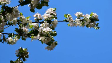 Metin için yeri olan mavi arkaplanda çiçek açan elma ağacı resmi