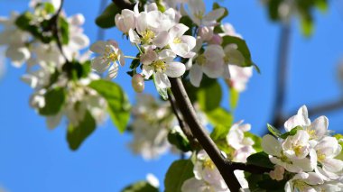 Metin için yeri olan mavi arkaplanda çiçek açan elma ağacı resmi