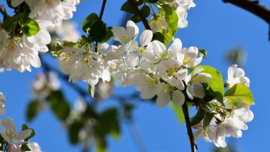 Metin için yeri olan mavi arkaplanda çiçek açan elma ağacı resmi