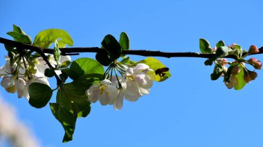 Metin için yeri olan mavi arkaplanda çiçek açan elma ağacı resmi