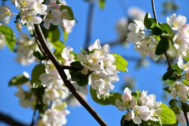 Metin için yeri olan mavi arkaplanda çiçek açan elma ağacı resmi