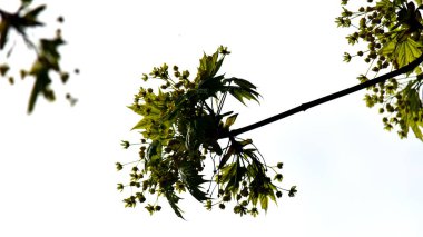 Genç ve yeşil akçaağaç dalları beyaz bir zeminde rüzgarda sallanıyor. Metin için bir yer var