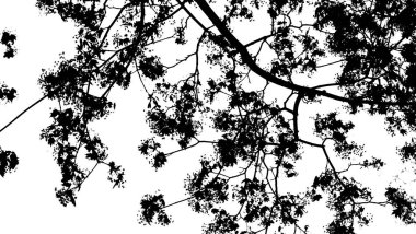 Beyaz arkaplanda siyah akçaağaç dalları.