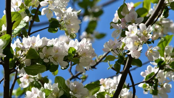 Metin için yeri olan mavi arkaplanda çiçek açan elma ağacı resmi