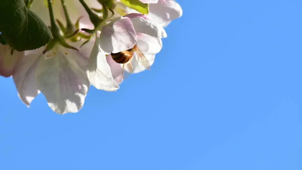 Image Blossoming Apple Tree Flowers Blue Background Place Text — Stock Photo, Image