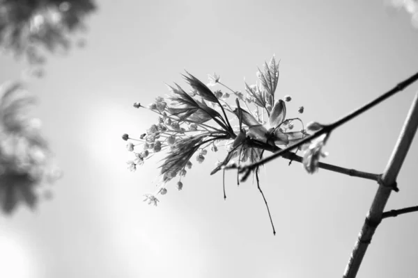 Twig Blossoming Maple Black White Colors Space Text — Stock Photo, Image