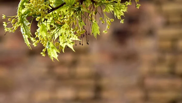 Green Young Maple Branches Lit Sun Sway Wind Place Text — Stock Photo, Image