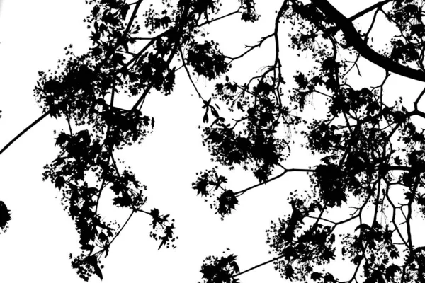 Чорні Кленові Гілки Білому Тлі Ліцензійні Стокові Фото