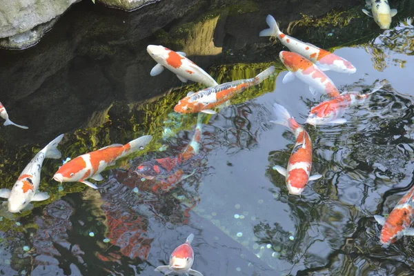 Königliche Karpfen Fluss — Stockfoto