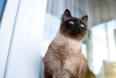 Evde bir Siyam kedisinin portresi, yırtıcı..