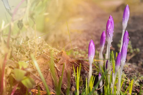 Early spring flowers In Sunlight. Spring begins concept