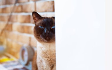 Evdeki güzel Siyam kedisi. Evcil hayvan. Metin için boşluk.