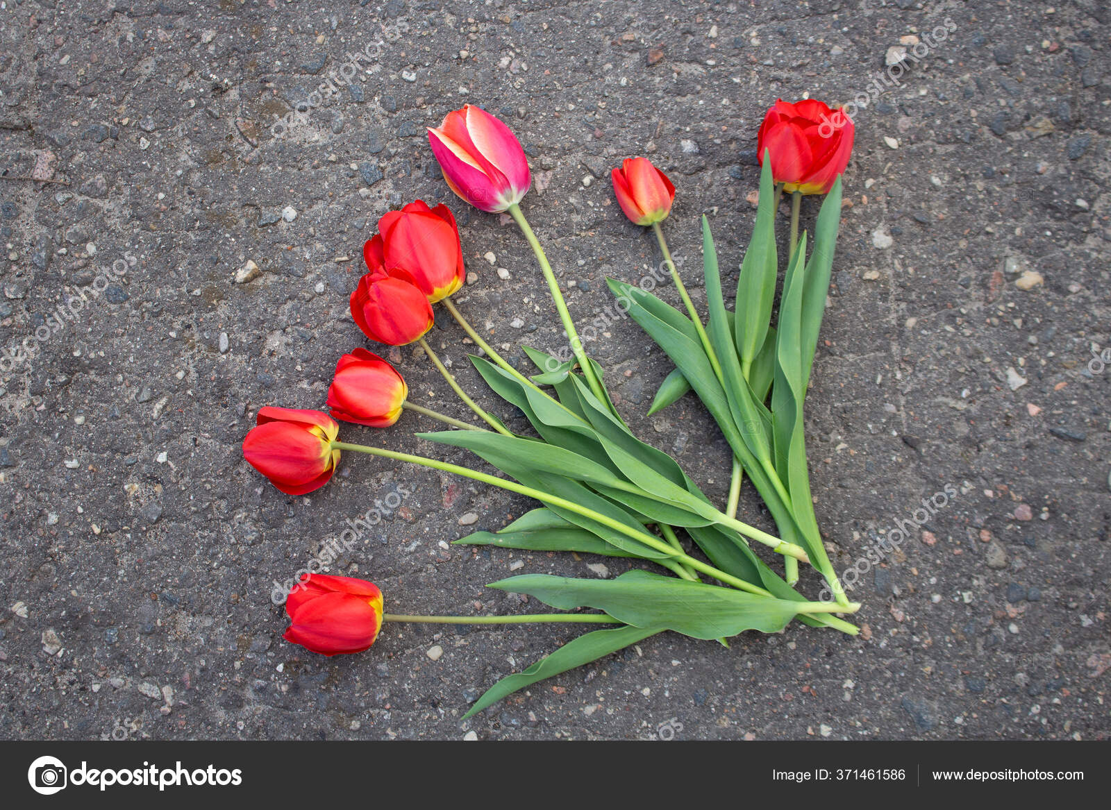 Tulipe Rouge Sol Concept Printemps Fleur Image Libre De Droit Par Loran4a C