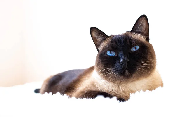 Portrait Siamese Cat Sofa Home Royalty Free Stock Images