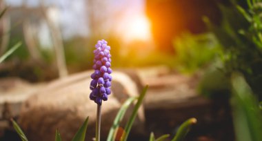 Yumuşak mavi muscari çiçekleri Hollanda, bahar konsepti.