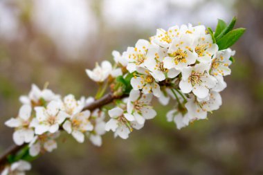 Dal üzerinde çiçek açan elma ağacı, kırpma yolu ile arka plan.