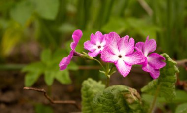 Pembe çuha çiçeği, primula ekili mevsim bitkisi.