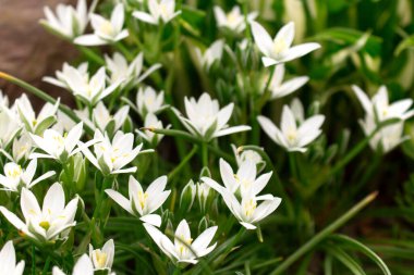 Beyaz Napoli Sarımsaklı Allium Napolitanyum. Beyaz Çiçekler.