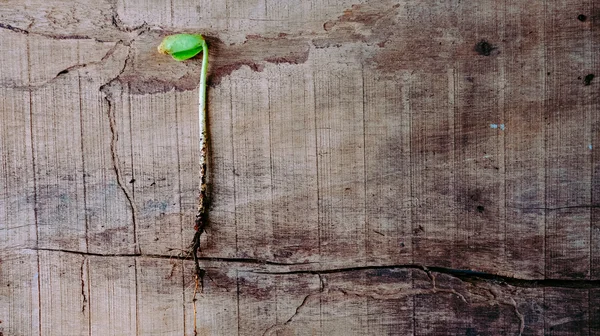 Um arrancar germinação plantas do bebê — Fotografia de Stock