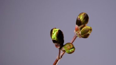 Bir Kestane Çiçeği Dalı