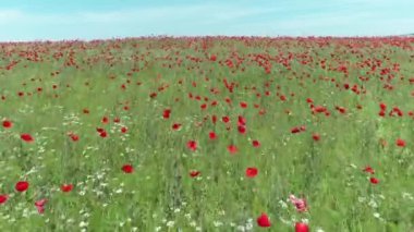 Kırmızı gelincik tarlasının hava görüntüsü