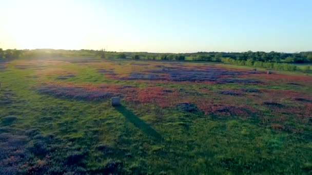 Vliegen Bluebonnet Field Met Haystacks Texas Bloem Usa — Stockvideo