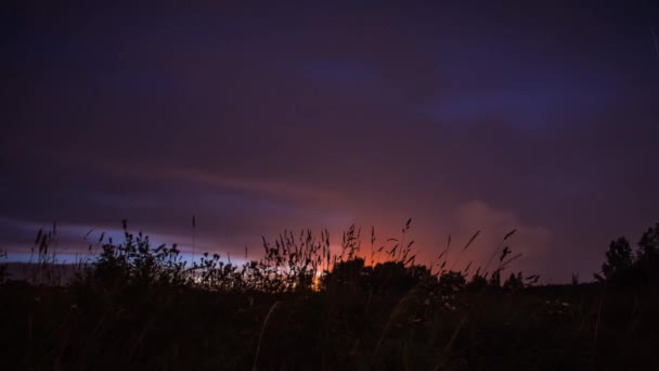 Prachtige Platteland Veld Timelapse Met Wilde Bloemen — Stockvideo