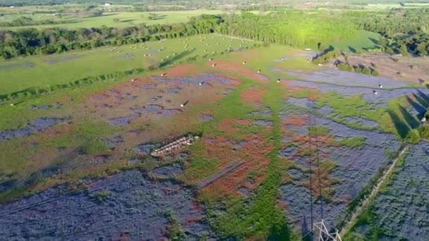 Voando Sobre Bluebonnet Field Com Haystack Texas Flower Ennis Usa — Vídeo de Stock