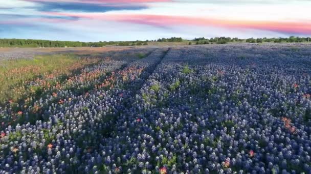 Bluebonnet Field Aerial Drone Fligh Texas — Video Stock