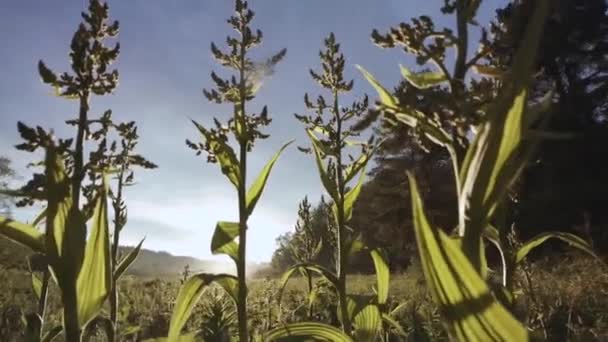 Beauté De La Nature Sauvage D'été 