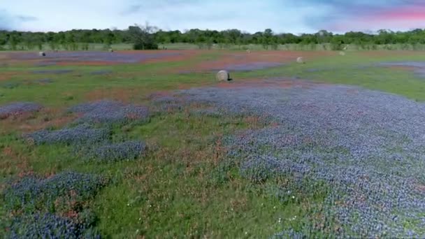 Bluebonnet Field Vliegen Met Haystacks Texaanse Bloem Ennis Usa — Stockvideo