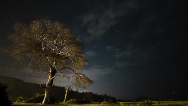 在夜空和移动云彩的背景下 夜间的干枯树 — 图库视频影像