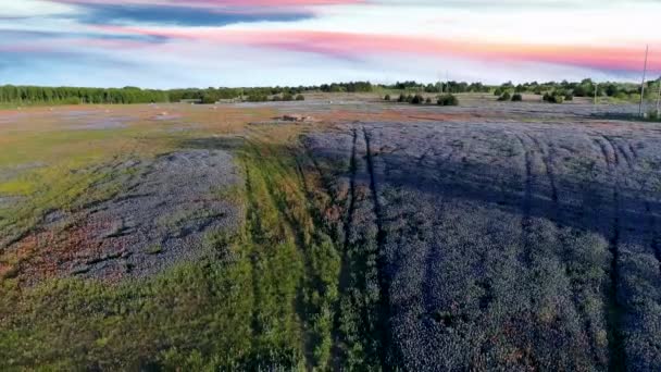 Vliegen Bluebonnet Field Texas Bloem Ennis — Stockvideo