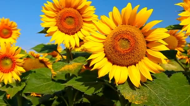 Feld Von Sonnenblumen Und Bewölktem Himmel — Stockvideo