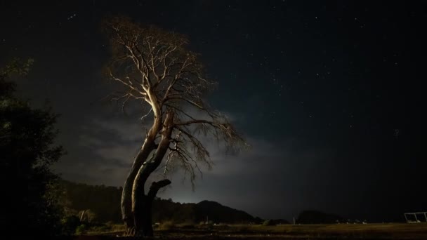 夜空と移動する雲の背景を背景に夜のドライツリー — ストック動画