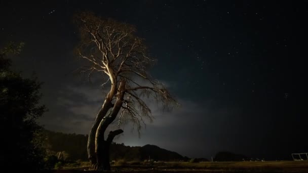 在夜空和移动云彩的背景下 夜间的干枯树 — 图库视频影像