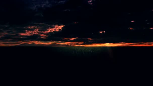 夜空を背景に耳のフィールド — ストック動画
