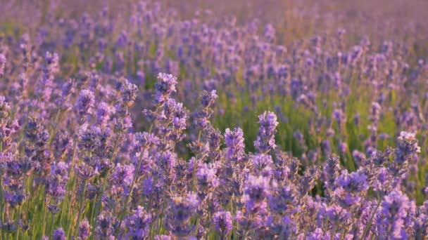 Bush Lavender Flower — Stock Video