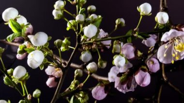 Kara Arkaplanda Çiçek açan Dallar 