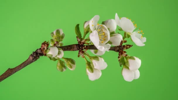 Florecimiento Del Manzano Time Lapse Fondo Verde — Vídeo de stock