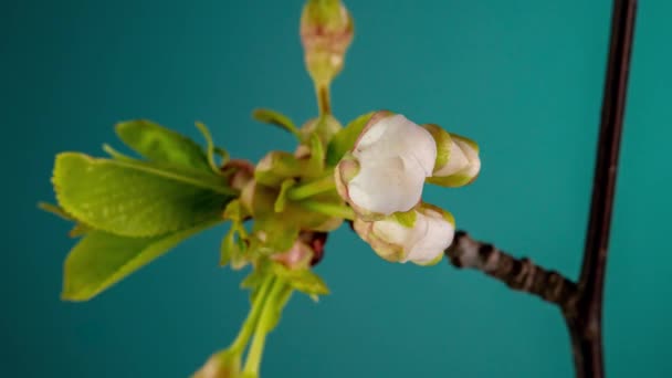 Blossoming Apple Árvore Time Lapse Fundo Azul — Vídeo de Stock