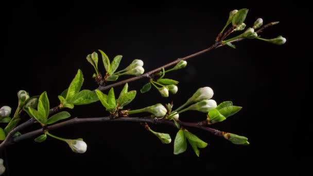 Flowering Branches Black Background — Stock Video