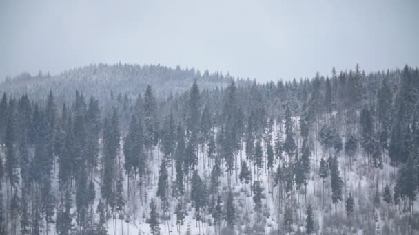 Árboles Navidad Las Tierras Altas — Vídeos de Stock