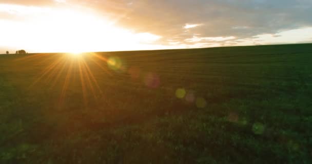 Sunny Summer Evening Endless Yellow Field — 비디오