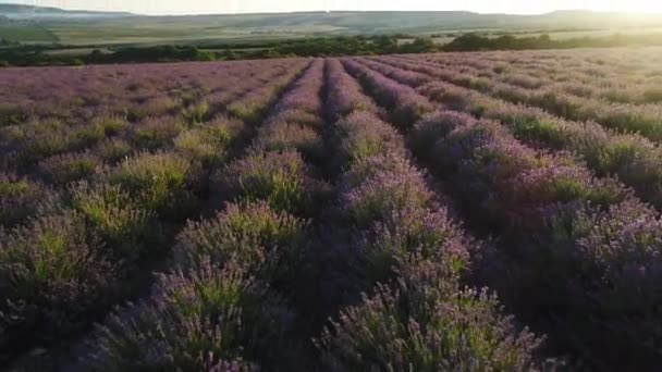 盛开的薰衣草地的空中景观 — 图库视频影像
