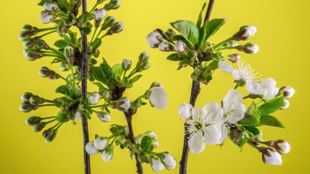 Blossoming Apple Tree Time Lapse Yellow Background — Stock Video